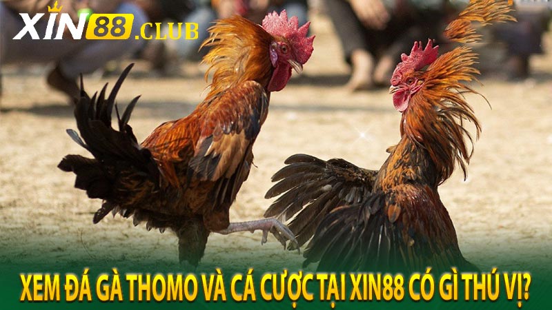 Xem đá gà thomo và cá cược tại KUBET có gì thú vị?